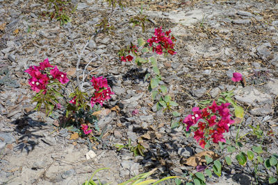 High angle view of pink flowers blooming outdoors