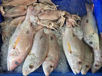 High angle view of fish for sale in market