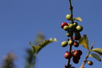 Close-up of coffee fruits growing on plant against clear sky