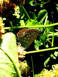 Close-up of butterfly on plant