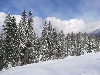 Snow covered pine trees against sky