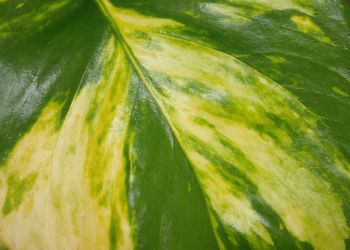 Full frame shot of green leaves