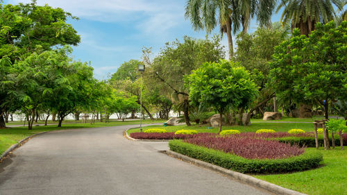 Trees growing in park against sky