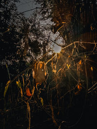 Firework display in forest at night