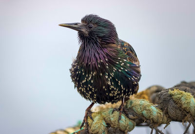 Starling on a rope