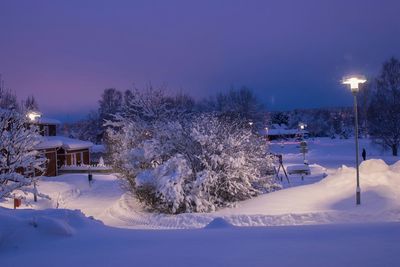 Snow covered trees at night