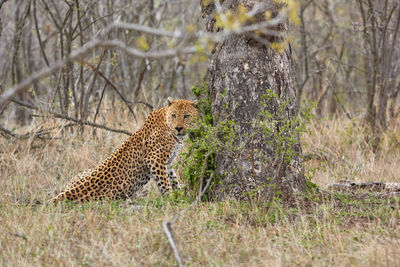 Leopard next to a tree in kruger