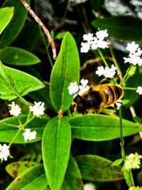 Close-up of bee pollinating on flower