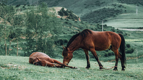 Horses in a field