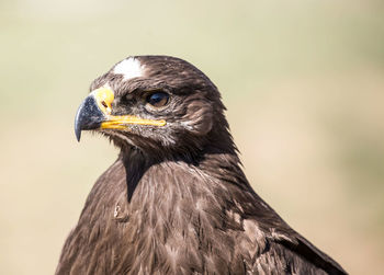 Close-up of bird looking away