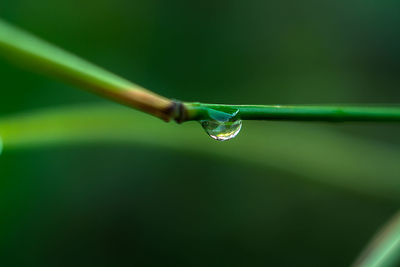 Close-up of water drop on plant stem