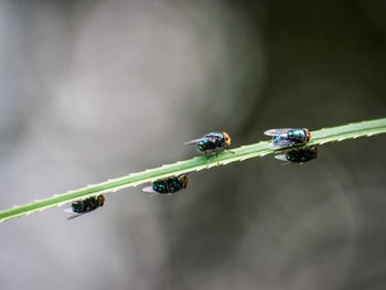 Close-up of houseflies on plant