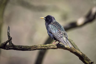Close-up of bird perching on branch