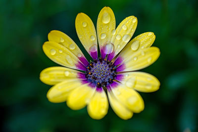 Close-up of raindrops on yellow flower