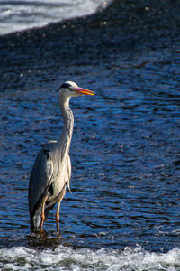 Side view of a bird in water