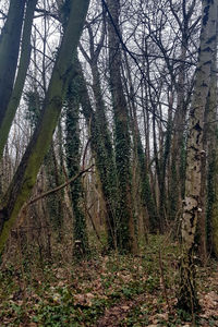 Trees on field in forest