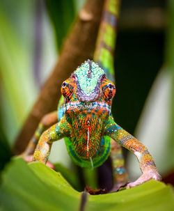 Close-up of a lizard on a branch