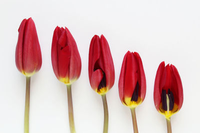 Close-up of red flowers against white background