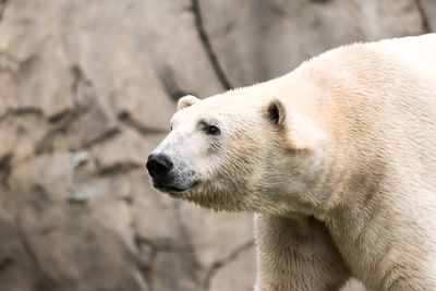 Close-up of an animal in zoo