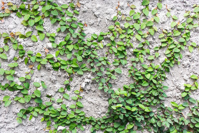 Close-up of ivy growing on tree trunk
