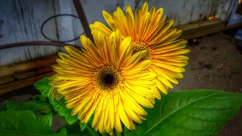 Close-up of fresh sunflower blooming outdoors