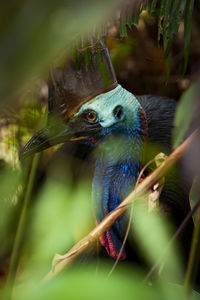 Close up on ancient cassowary bird face, crane, and long eyelashes,