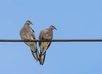 Low angle view of birds perching against clear blue sky