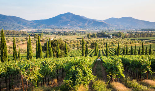 Scenic view of vineyard against sky