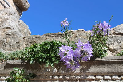 Low angle view of flowers growing on tree against clear blue sky