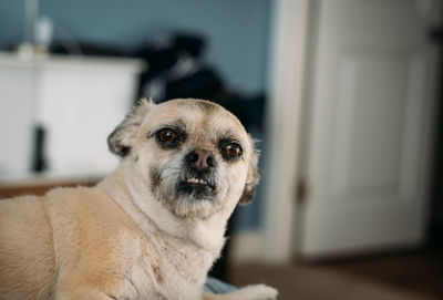 Close-up portrait of a dog at home