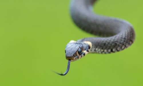 High angle view of snake against blue background