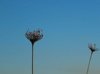 Low angle view of flowering plant against clear blue sky