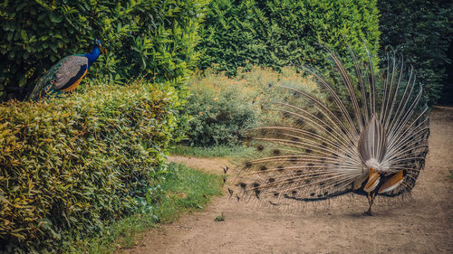 The peacock dance