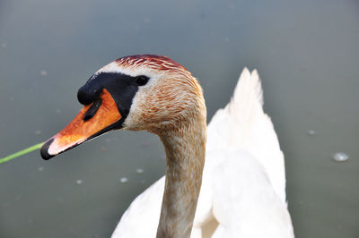 Close-up of swan swimming in lake