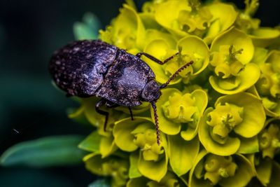 Close-up of beetle pollinating on flower