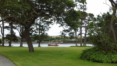 Trees in park