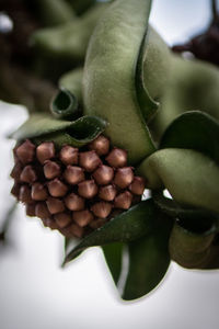 Close-up of berries on plant