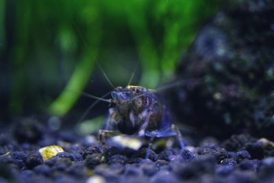 Close-up of insect on rock