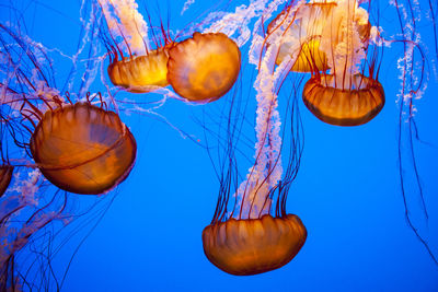 Close-up of jellyfish in sea