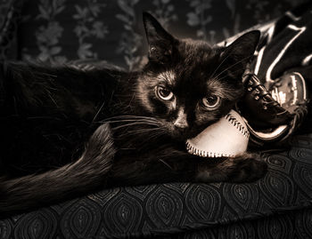 Close-up of cat lying with baseball on sofa at home
