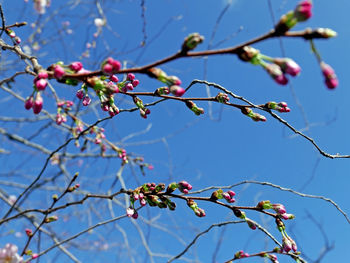 Low angle view of berries on tree against blue sky