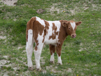 Cow standing in a field