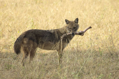 Portrait of sheep in a field