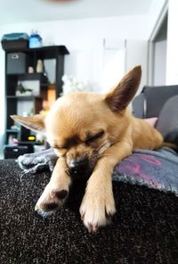 Close-up of a dog relaxing on bed at home