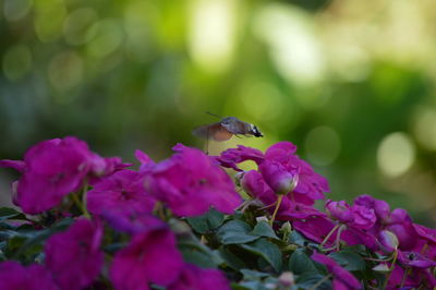 Close-up of honey bee pollinating on pink flower