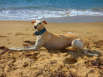 Greyhound relaxing on sand at beach