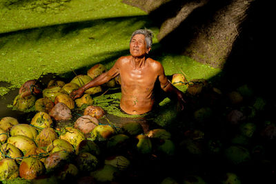 Asian old man harvesting the coconuts  