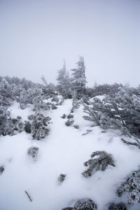 Trees against clear sky during winter