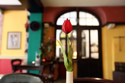 Red flower in vase