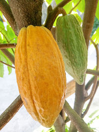 Close-up of fruit growing on tree